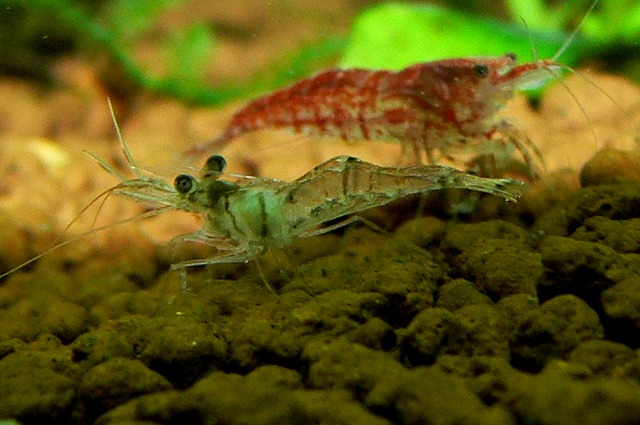 赤いミナミヌマエビの正体は Tokuzeのメダカ飼育日記 屋外でメダカを飼おう