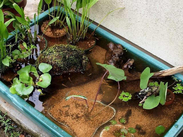 メダカ屋外飼育ガイド 改の改 Tokuzeのメダカ飼育日記 屋外でメダカを飼おう