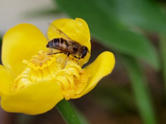 コウホネの花_Fotor