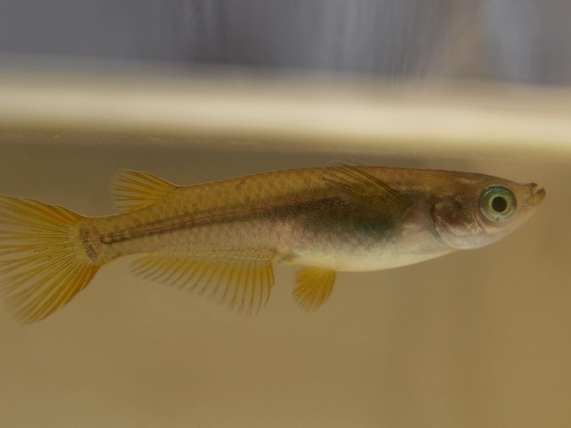 メダカのオスとメスの見分け方 Tokuzeのメダカ飼育日記 屋外でメダカを飼おう