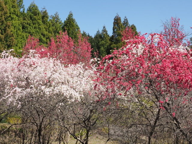 606A003A-7EC0-42B8-AB2D-DF8C3E340A94