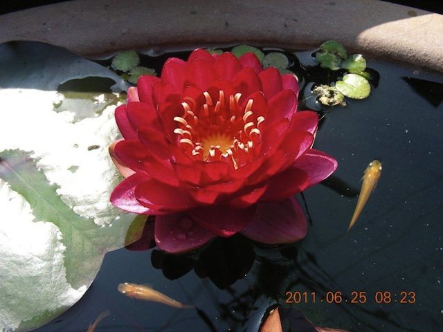 スイレン｜園芸植物小百科｜育て方｜花の写真