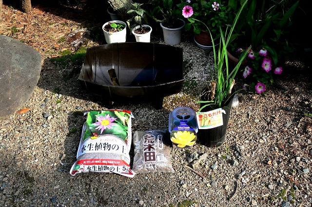 まこも の簡易ビオトープ Tokuzeのメダカ飼育日記 屋外でメダカを飼おう