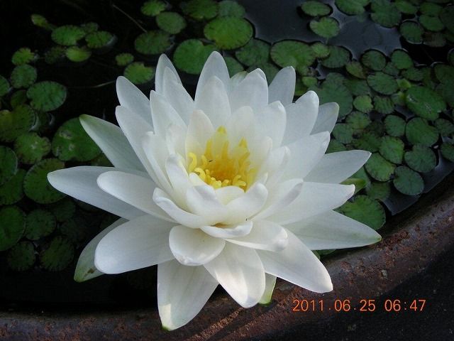 花の饗宴（花好き爺さんの睡蓮カタログ） : Tokuzeのメダカ飼育