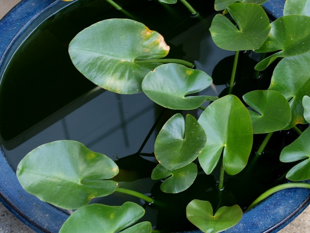 この青水水槽の中に