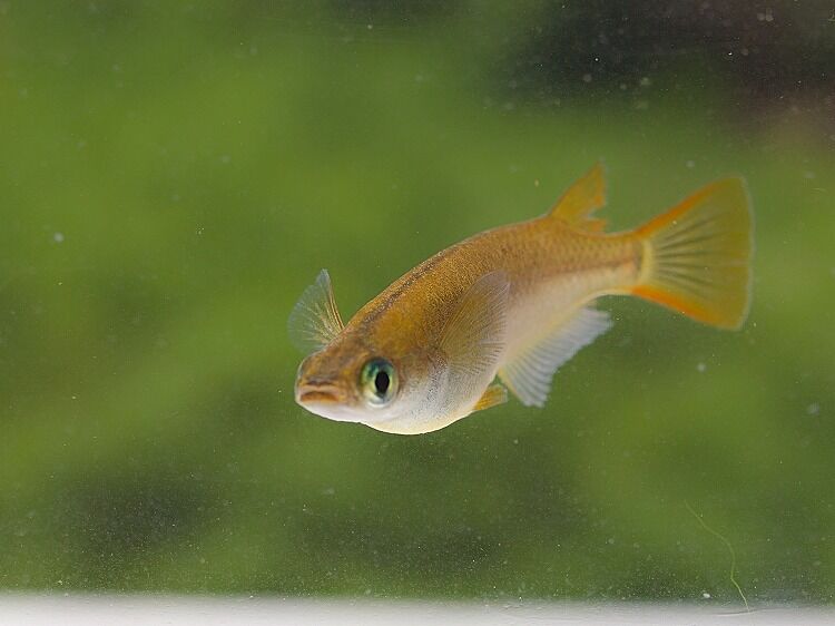 横見のメダカも素敵です！ ～横からのメダカ観察～ : Tokuzeのメダカ