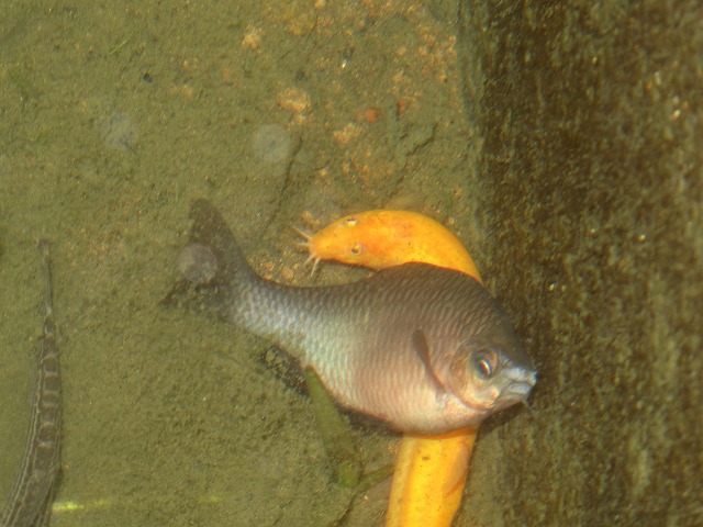 メダカ池の魚たち 主役はヒドジョウ かな Tokuzeのメダカ飼育日記 屋外でメダカを飼おう