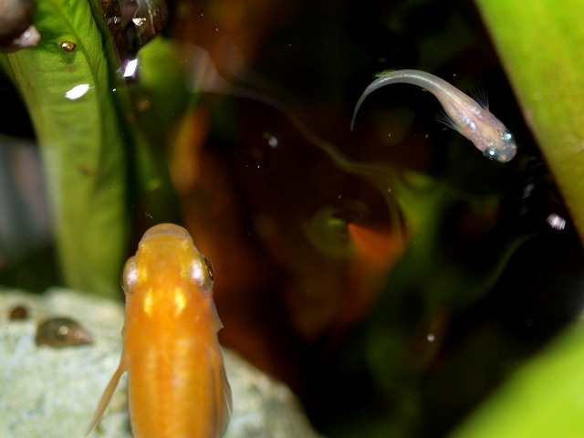 改 稚魚を成魚と合流するタイミング Tokuzeのメダカ飼育日記 屋外でメダカを飼おう