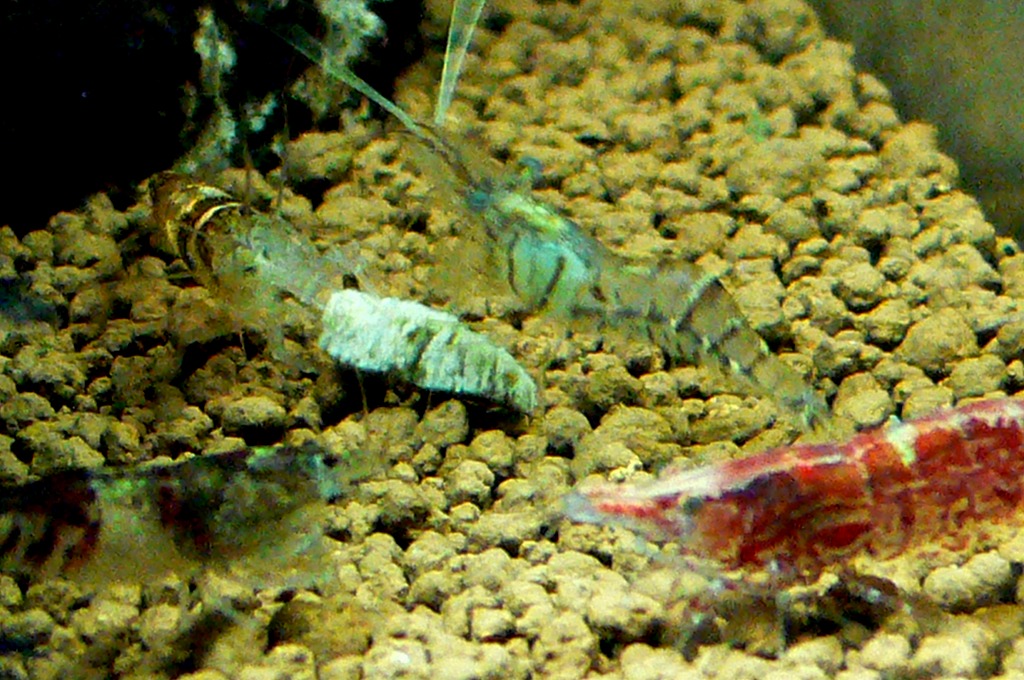 スジエビ Tokuzeのメダカ飼育日記 屋外でメダカを飼おう