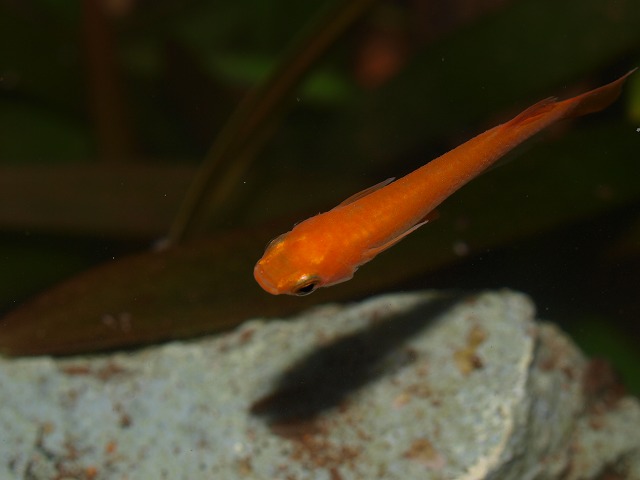 初秋のメダカ屋外飼育 Tokuzeのメダカ飼育日記 屋外でメダカを飼おう