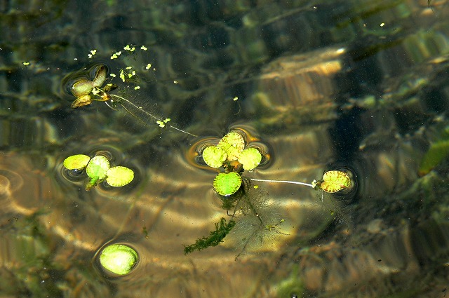 池の中の水草たち Tokuzeのメダカ飼育日記 屋外でメダカを飼おう