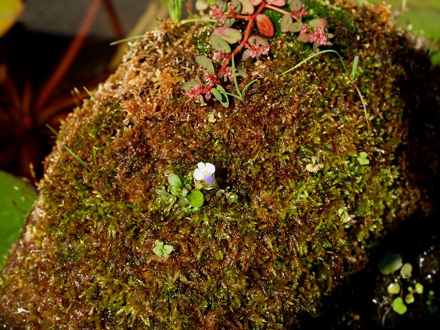 苔石に可憐に咲く小さな花 プラ船の秋の情景 Tokuzeのメダカ飼育日記 屋外でメダカを飼おう