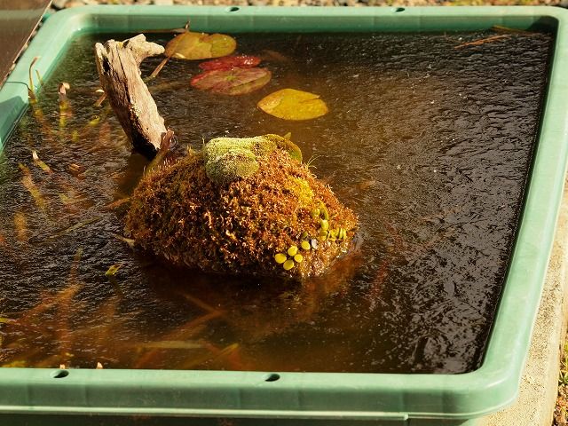 冬のメダカ屋外飼育の注意点 Tokuzeのメダカ飼育日記 屋外でメダカを飼おう