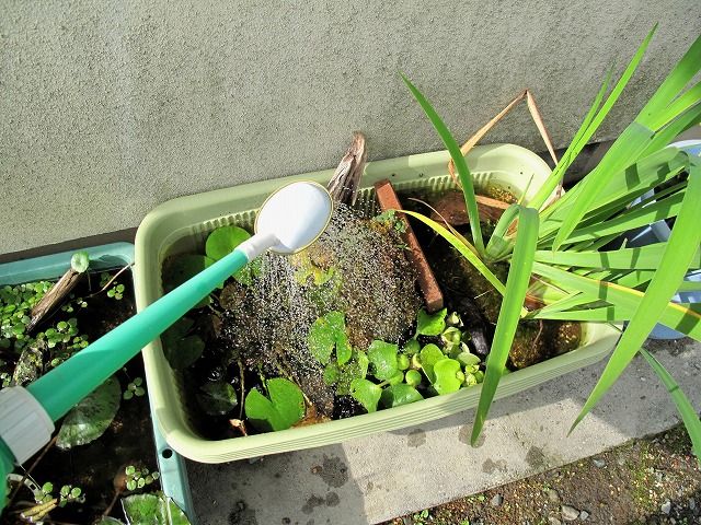 足し水 Tokuzeのメダカ飼育日記 屋外でメダカを飼おう