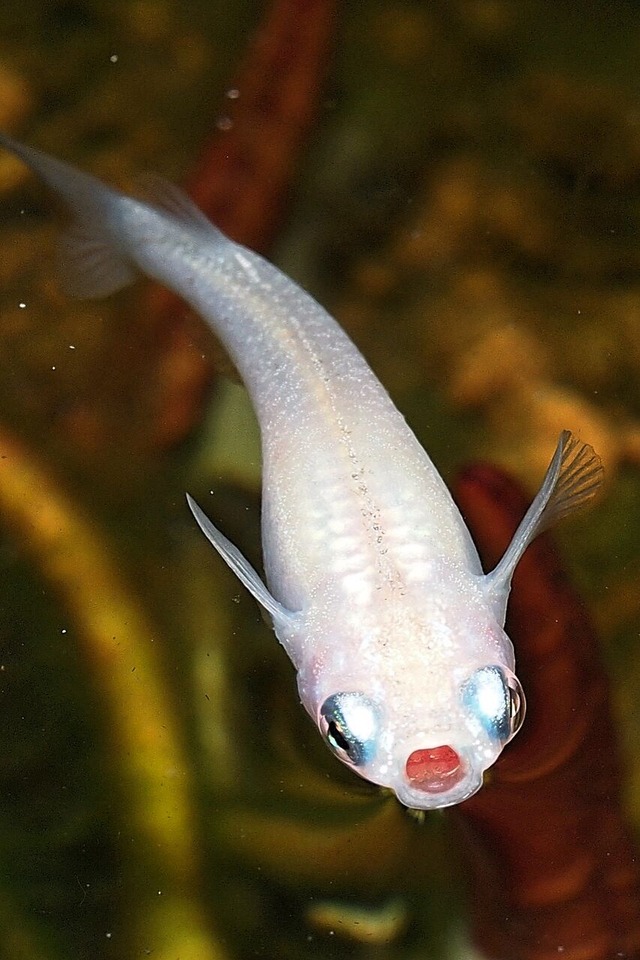 P6244835_Fotor2