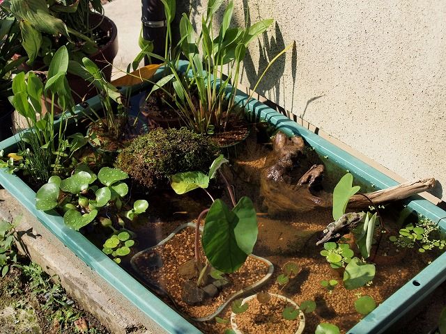 ホムセンのプランターで始めるメダカの屋外飼育 Tokuzeのメダカ飼育日記 屋外でメダカを飼おう