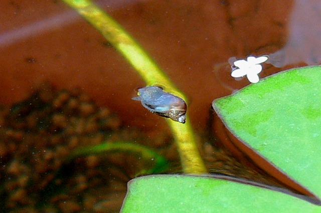 メダカ池のやっかいな生き物 モノアラガイ Tokuzeのメダカ飼育日記 屋外でメダカを飼おう