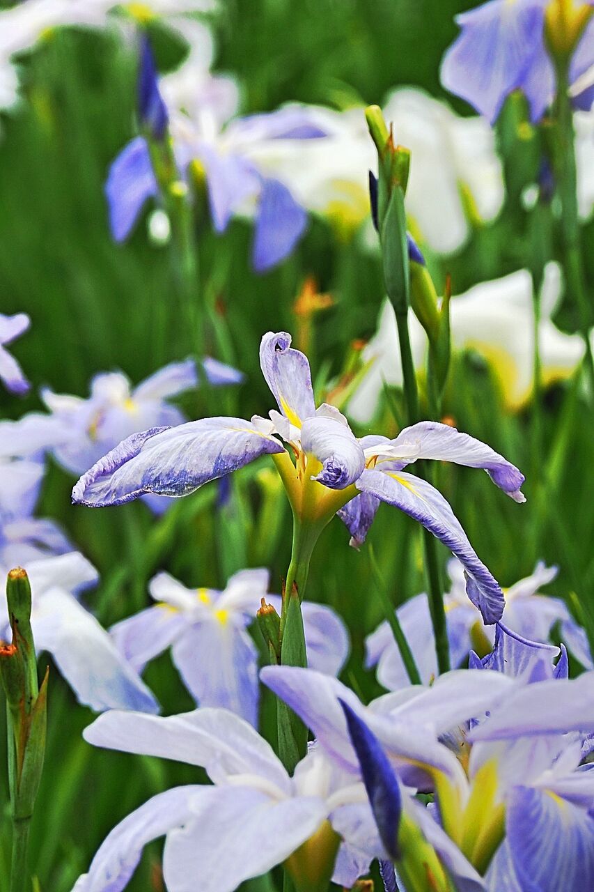 梅雨です メダカ屋外飼育の大雨対策 Tokuzeのメダカ飼育日記 屋外でメダカを飼おう