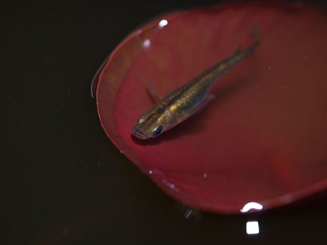 クロメダカのコピー