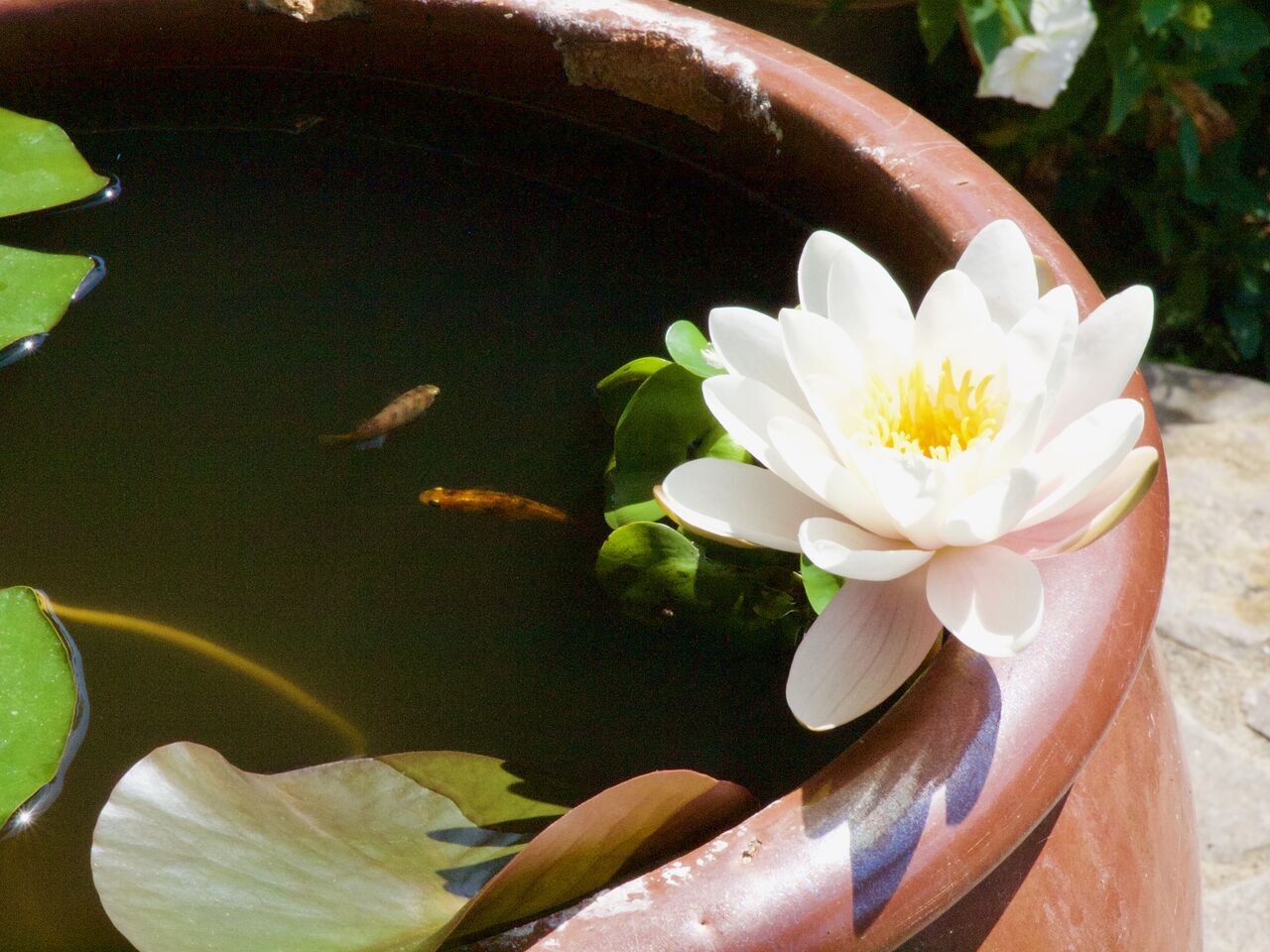 睡蓮が開花! : Tokuzeのメダカ飼育日記(屋外でメダカを飼おう!) 睡蓮が開花! : Tokuzeのメダカ飼育日記(屋外でメダカを飼おう!)