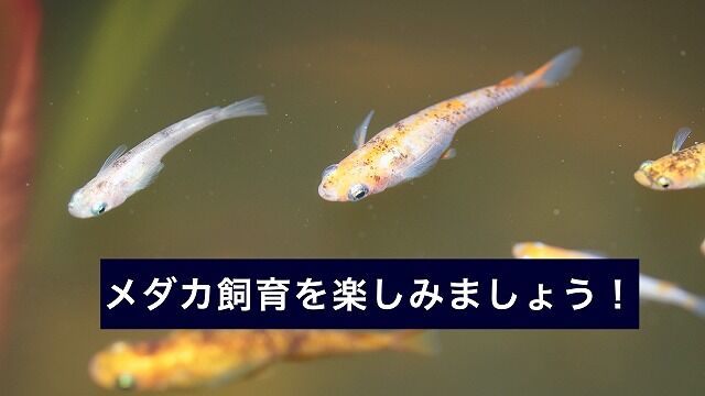 スクリーンショット 2020-08-09 20.53.59