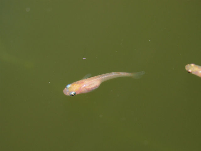 片目の稚魚 Tokuzeのメダカ飼育日記 屋外でメダカを飼おう 片目の稚魚 Tokuzeのメダカ飼育日記 屋外でメダカを飼おう