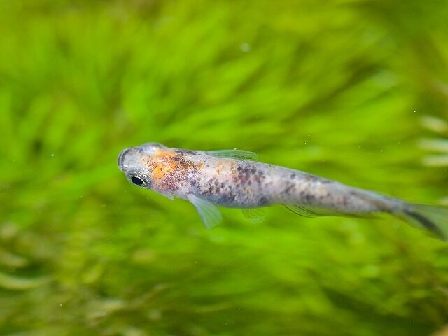 個性派のブチメダカは屋外飼育向きなのです : Tokuzeのメダカ