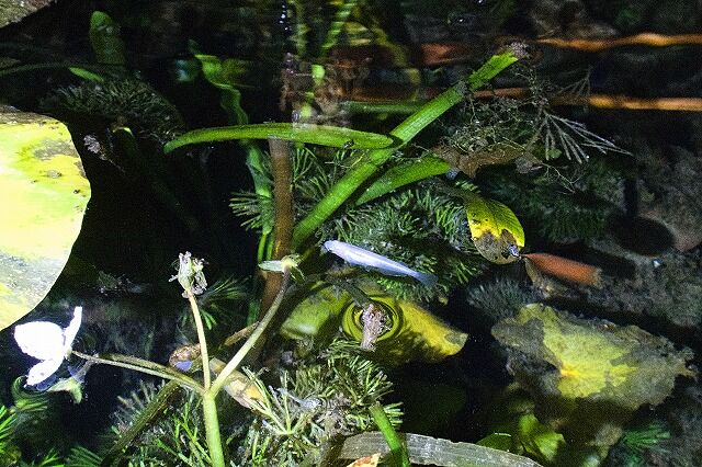 IMG_5671_Fotor
