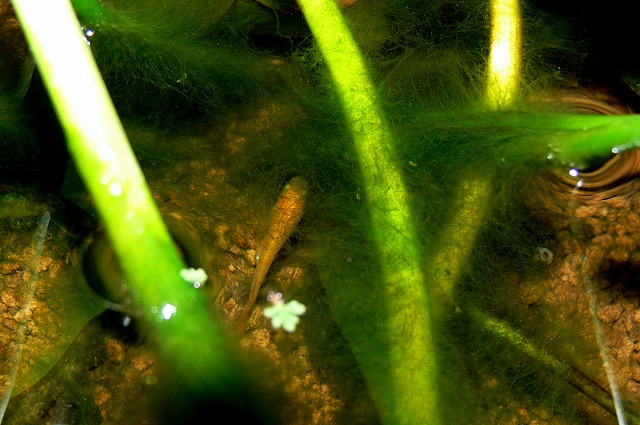 コウホネ水槽の糸状藻とヒメダカ