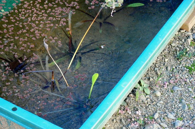 1119プラ船水槽に初氷