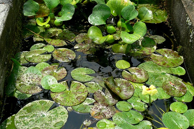 水生植物 睡蓮 ウォーターポピー の手入れ Tokuzeのメダカ飼育日記 屋外でメダカを飼おう