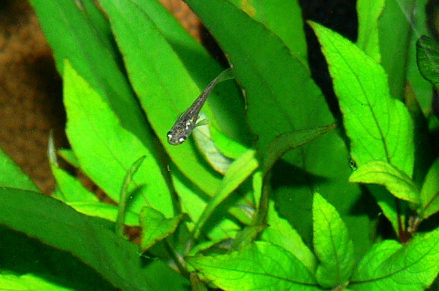 1111クロメダカの幼魚