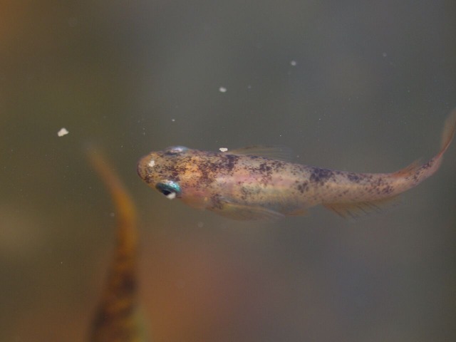 P4123860_Fotor