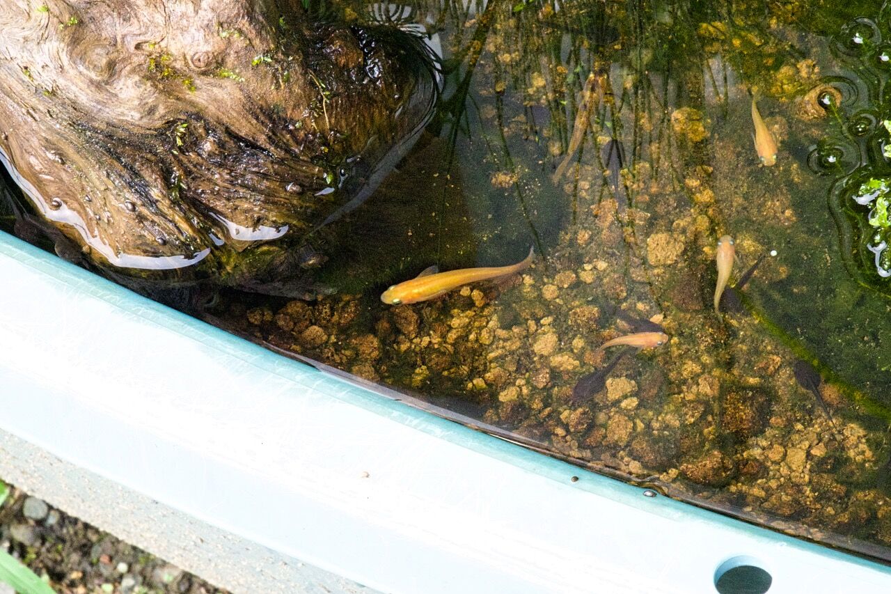 ポイントキャンペーン中 希少☆年代物☆臼☆ウス☆ビオトープ☆メダカ