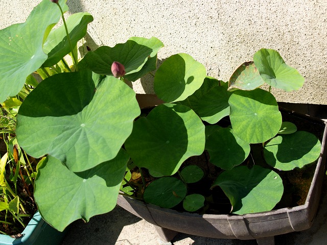 茶碗蓮の水槽