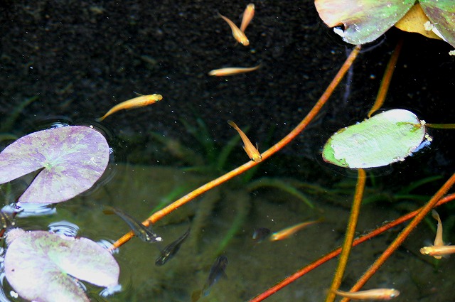 メダカ池のメダカたち