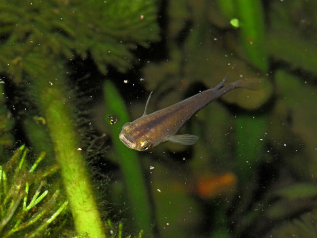 メダカの稚魚の話 Tokuzeのメダカ飼育日記 屋外でメダカを飼おう