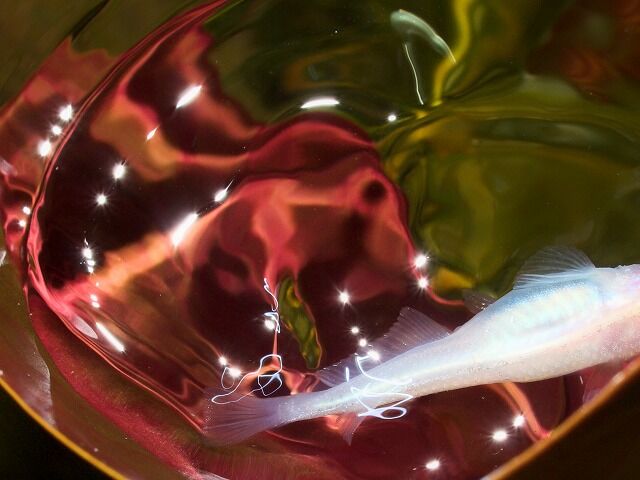 P6244840_Fotor
