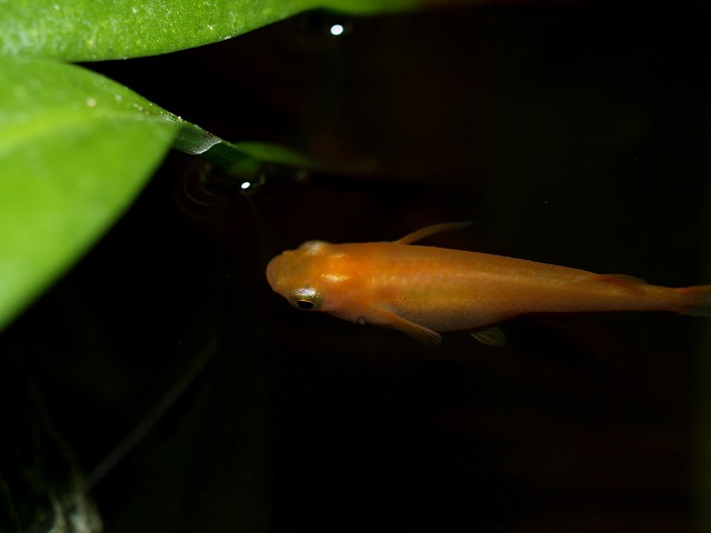 楊貴妃メダカの屋外飼育 その後 Tokuzeのメダカ飼育日記 屋外でメダカを飼おう