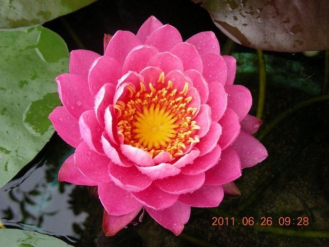 スイレン｜園芸植物小百科｜育て方｜花の写真