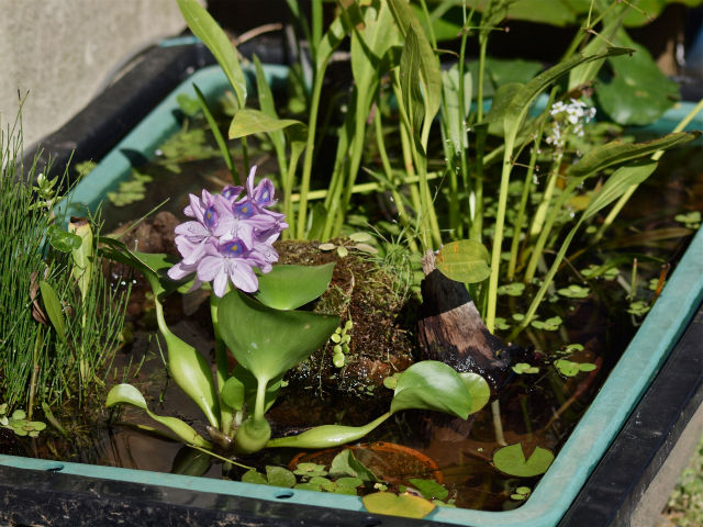 ホテイアオイの花が素敵なのです Tokuzeのメダカ飼育日記 屋外でメダカを飼おう