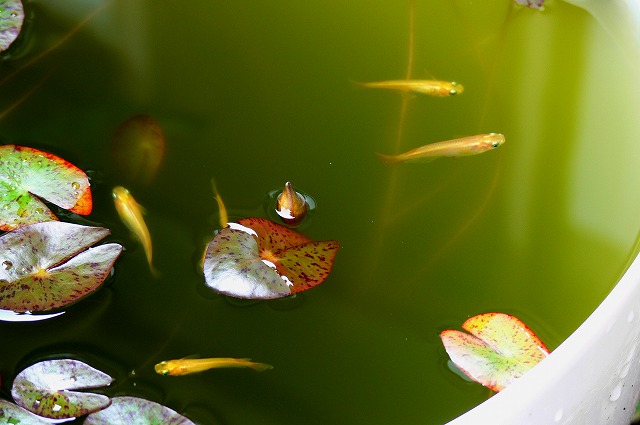 水面に顔を出したヒメスイレンの花芽