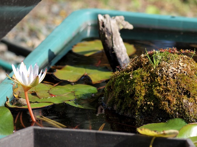 ドウベンの花と苔石