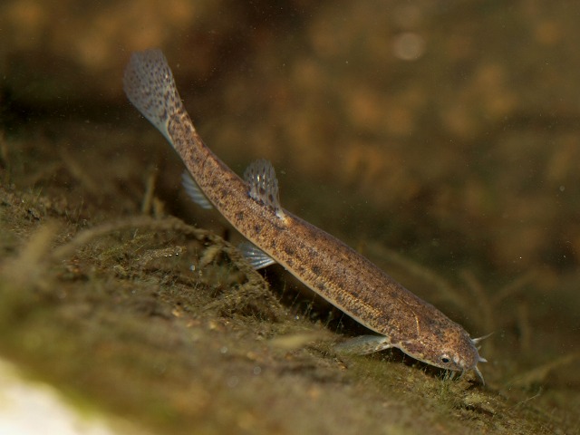 新しい仲間 ホトケドジョウ Tokuzeのメダカ飼育日記 屋外でメダカを飼おう