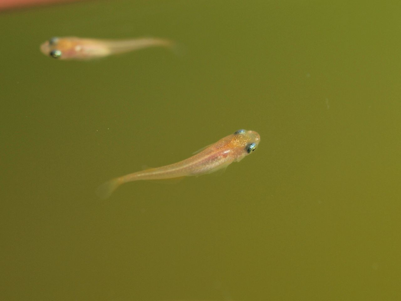 初冬 Tokuzeのメダカ飼育日記 屋外でメダカを飼おう