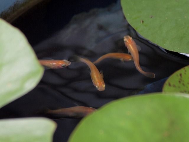 P7093493