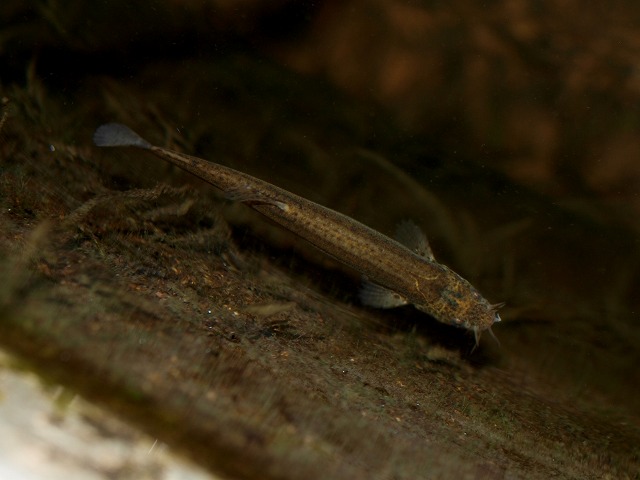 新しい仲間 ホトケドジョウ Tokuzeのメダカ飼育日記 屋外でメダカを飼おう