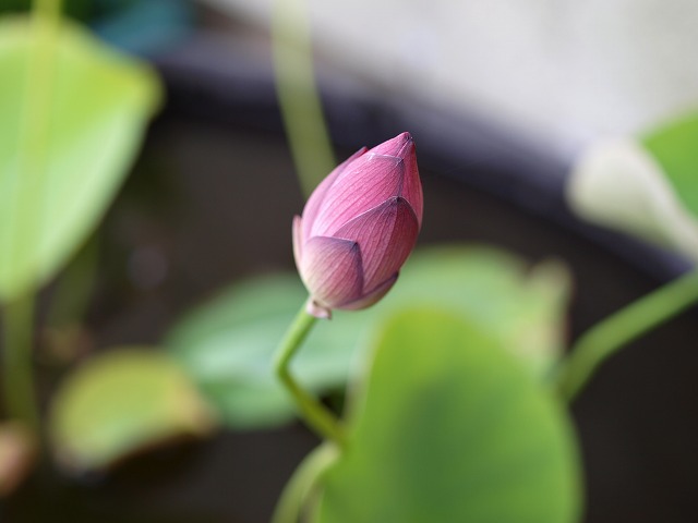 茶碗蓮の蕾
