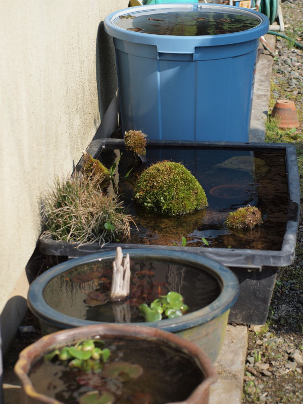 めだか鉢　睡蓮鉢　ビオトーブ　飼育セット 睡蓮鉢♪メダカ飼育ケース♪ビオトープ♪3個