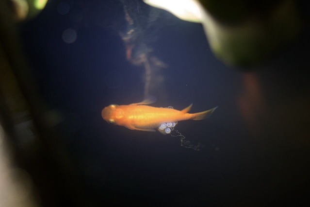 R0000179_Fotor